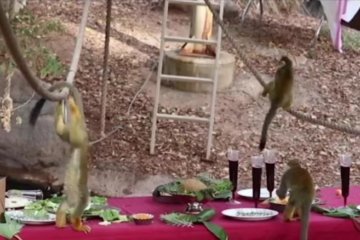 Zoo treats monkeys to holiday ‘Feast for Beasts’