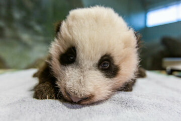 Look out world! DC’s giant panda cub Xiao Qi Ji is on the move