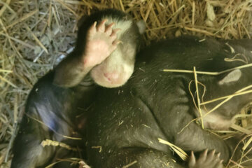 WATCH: Smithsonian’s Andean bear cubs open up their eyes