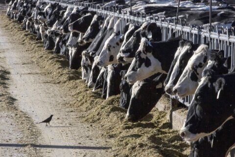 Maryland puts restrictions on dairy cow farms to prevent the arrival of avian flu in the state