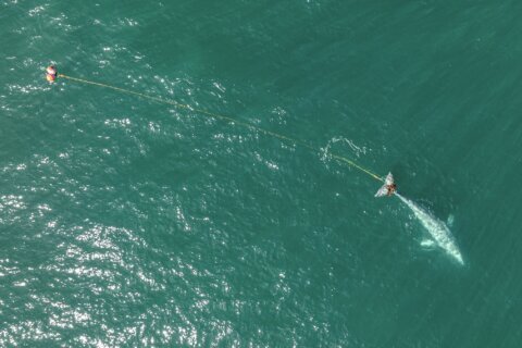 Rescuers search off Northern California coast for young gray whale entangled in gill net