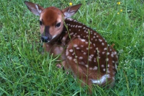 Spring baby boom: Fairfax County asks residents to protect the youngest wildlife