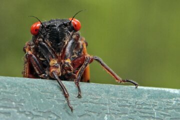 WATCH: Cicadas so thick you can see them on radar