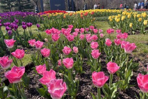 With cherry blossom season winding down in the DC area, these flowers will feed your springtime fix