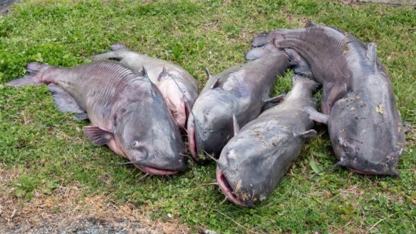 blue catfish