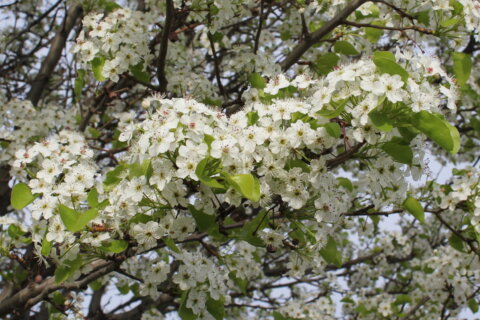 Virginia seeks to root out these once-desirable pear trees with exchange program