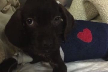 Puppy undergoes life-saving open heart surgery