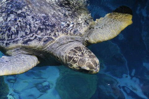 Ancient sea turtle housed at Boston aquarium for more than 50 years passes another physical